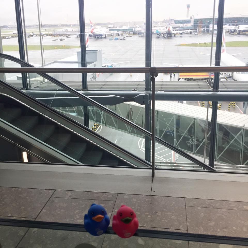BabyDam ducks at the airport