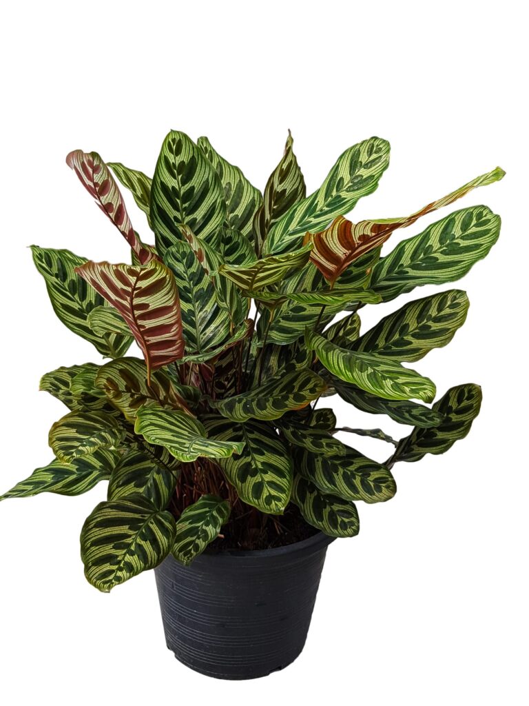 Prayer plant