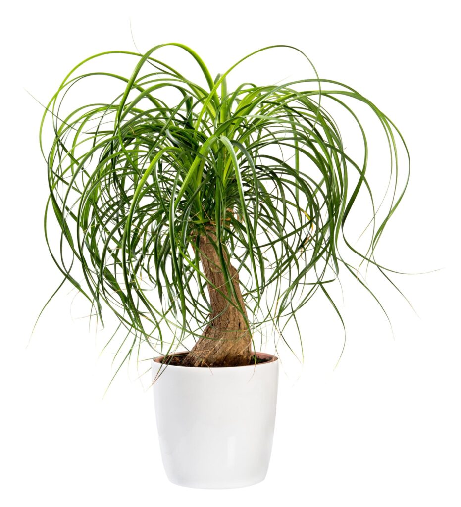 Ponytail Palm