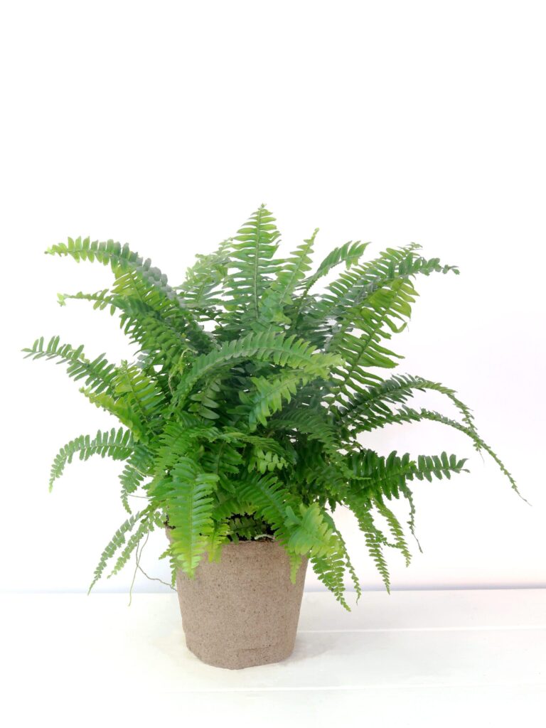 Chester,Fern,On,A,White,Backdrop,Hybrid,Of,Boston,Fern