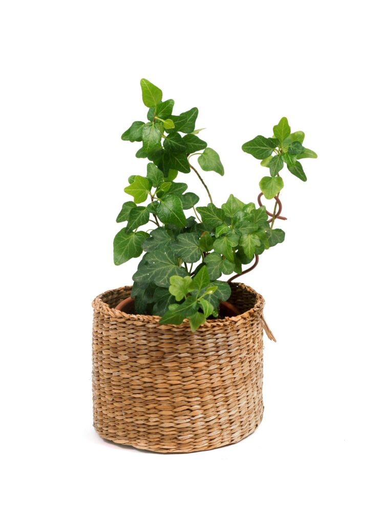 English Ivy