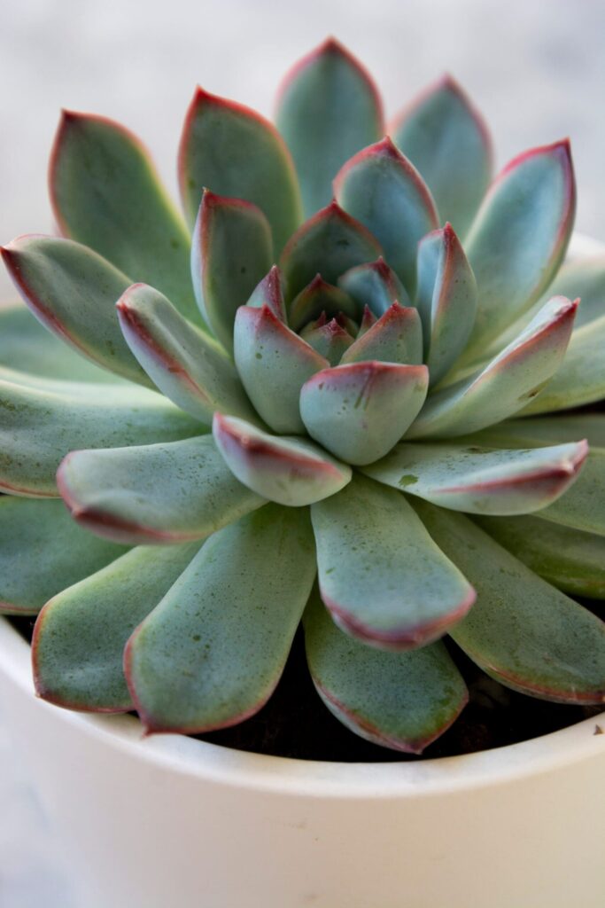 Blue Echeveria plant