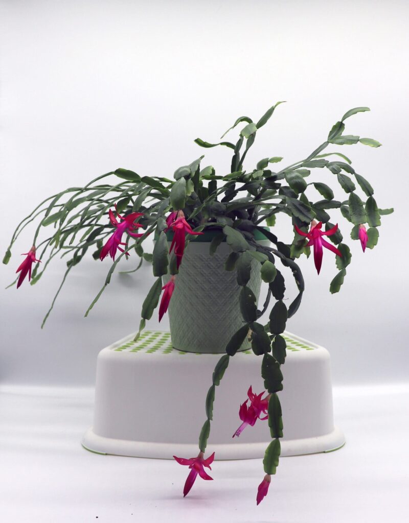 Christmas Cactus plants are great in your little ones nursery